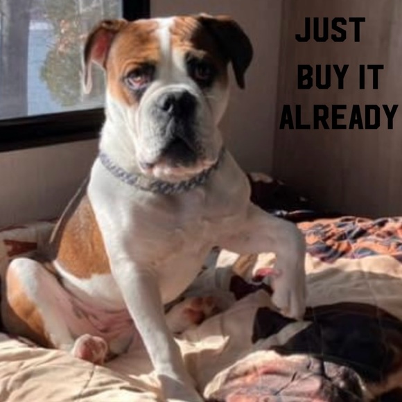 Book What is my dog thinking? The essential guide to pet behavior Gwen B… - Picture 11 of 11